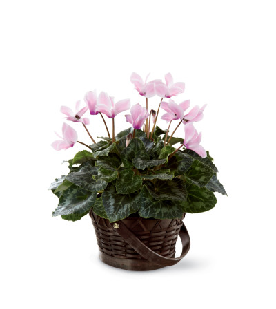 The FTD® Pink Cyclamen The FTD® Pink Cyclamen