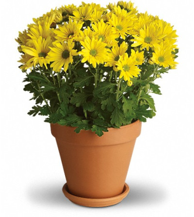 Sweet as a Daisy Sweet as a Daisy