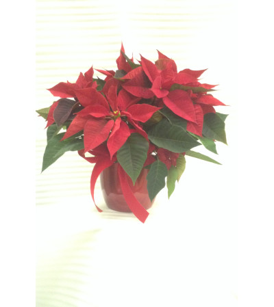 Festive Christmas Red Poinsettia Festive Christmas Red Poinsettia