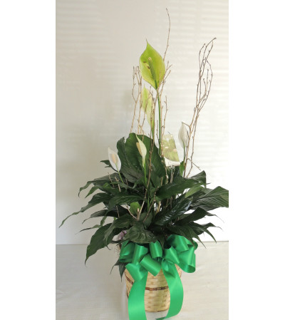 Peace Lilly Peace Lilly