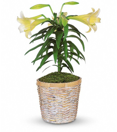 Easter Lily Plant Easter Lily Plant