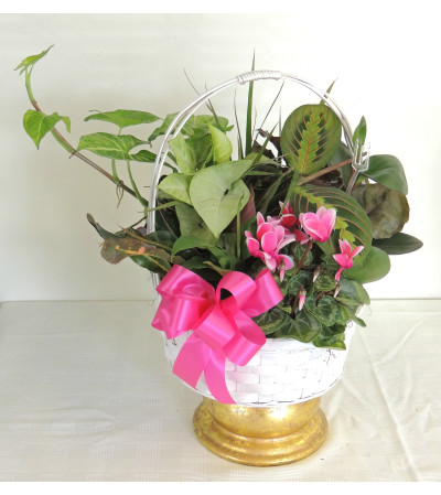 Blooming Basket Dishgarden Blooming Basket Dishgarden