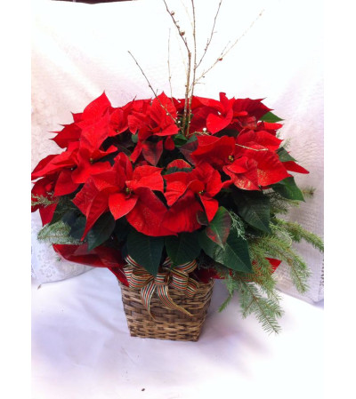 Joy to the World Poinsettia Joy to the World Poinsettia