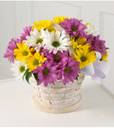 Lazy Daisies Lazy Daisies