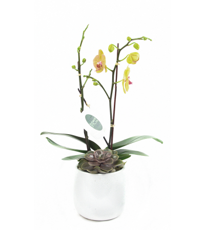 Mini Yellow Orchid Mini Yellow Orchid
