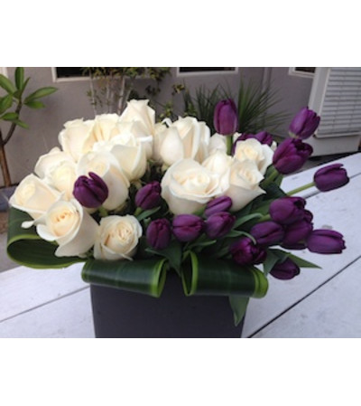 purple tulip Mystic purple tulip Mystic