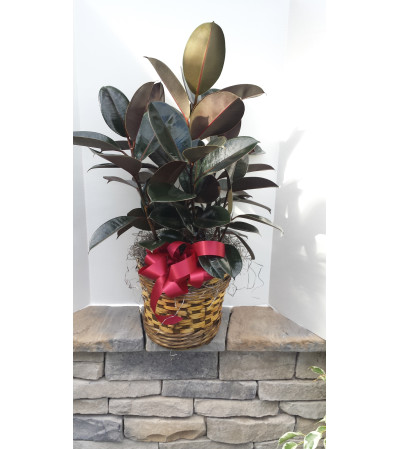 8" Rubber Plant 8" Rubber Plant