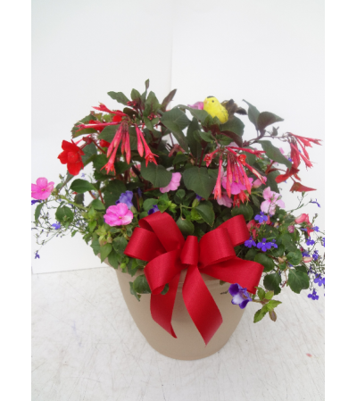 Shady Annual Showstopping Patio Pot Shady Annual Showstopping Patio Pot