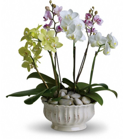 Regal Orchids Regal Orchids