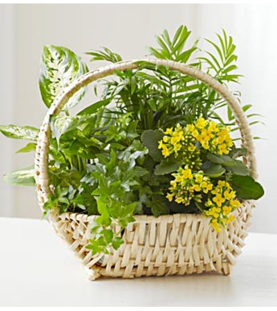 European Sympathy Dish Garden™ European Sympathy Dish Garden™