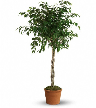 Towering Ficus Towering Ficus
