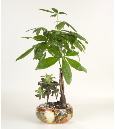 Money Tree with Succelent Money Tree with Succelent