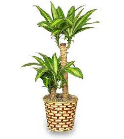 Corn Plant Corn Plant
