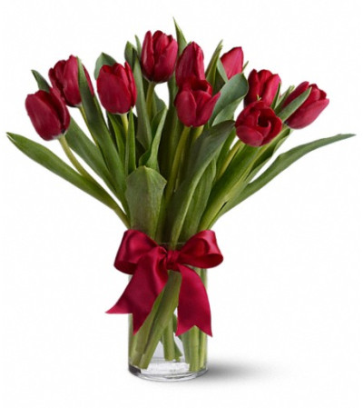 Radiantly Red Tulips Radiantly Red Tulips