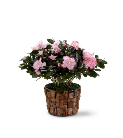 The FTD® Pink Azalea The FTD® Pink Azalea