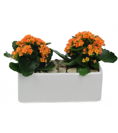 Double Orange Kalanchoe Double Orange Kalanchoe