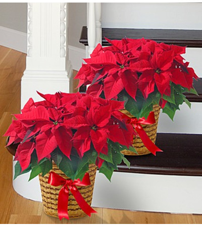 Poinsettia Package Poinsettia Package