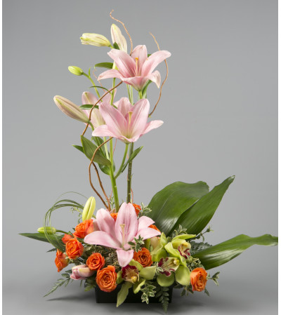 Orchid Dream Orchid Dream