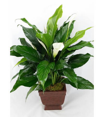 Plantastic! Peace Lily Plantastic! Peace Lily