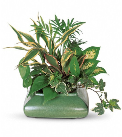 Small Garden Dish Small Garden Dish