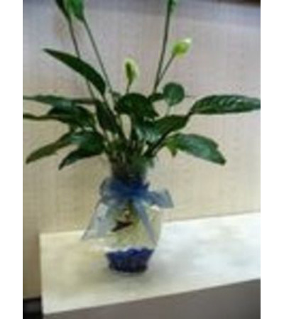 Plish War & Peace Bouquet Plish War & Peace Bouquet
