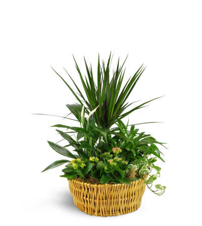 Classic Dish Garden Classic Dish Garden