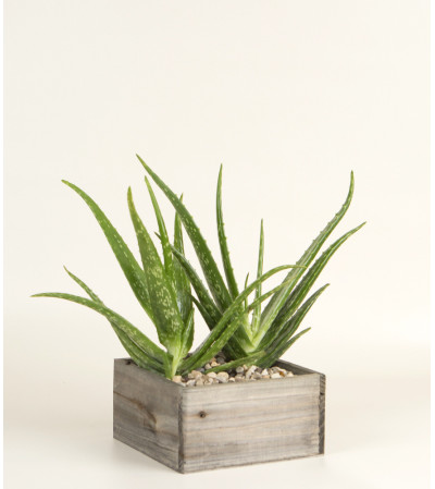 Decorative Aloe Plant Decorative Aloe Plant