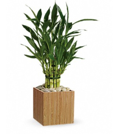 LUCKY BAMBOO DESIGN LUCKY BAMBOO DESIGN