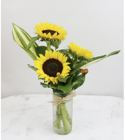 Sunflower Daydream Sunflower Daydream