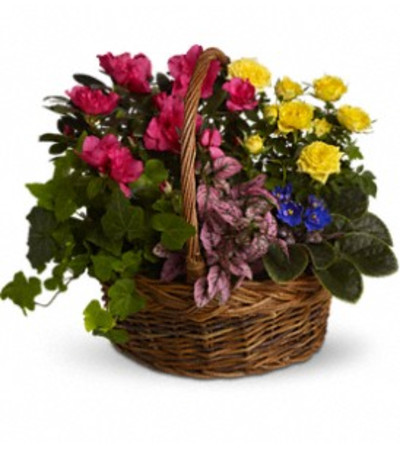 BLOOMING DISHGARDEN BLOOMING DISHGARDEN