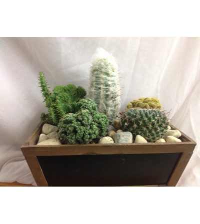 Custom Cactus Garden Custom Cactus Garden