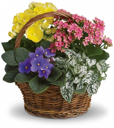Spring Has Sprung Mixed Basket Spring Has Sprung Mixed Basket