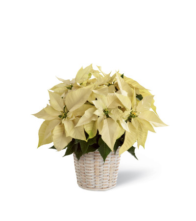 The FTD® White Poinsettia Basket (Small) The FTD® White Poinsettia Basket (Small)