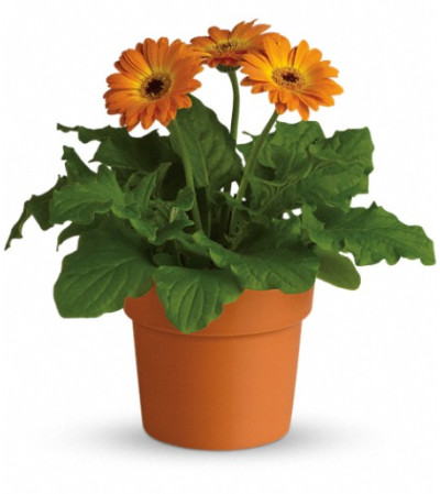 Rainbow Rays Potted Gerbera - Orange Rainbow Rays Potted Gerbera - Orange