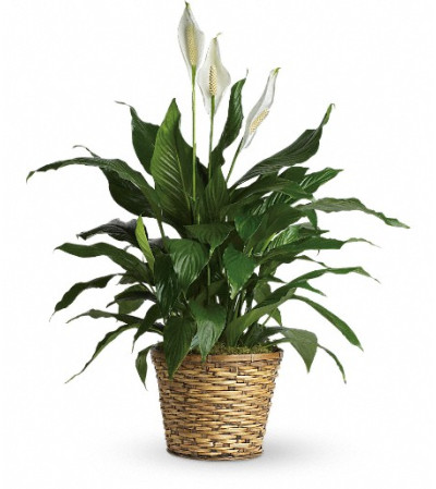 Simply Elegant Spathiphyllum - Medium Simply Elegant Spathiphyllum - Medium