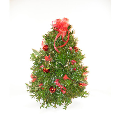 Boxwood Tree Boxwood Tree