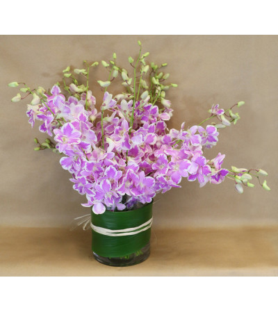 Orchid Daydream Orchid Daydream