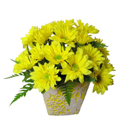Daisy Sunshine Daisy Sunshine