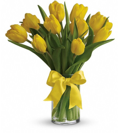 Sunny Yellow Tulips Sunny Yellow Tulips