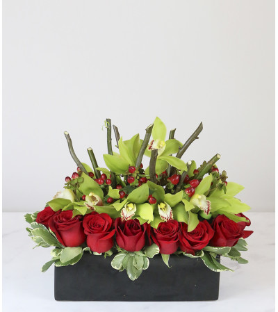 Modern Rose Modern Rose