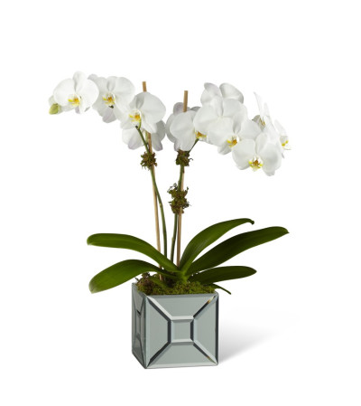 The FTD® Elegant Impressions™ Luxury Orchid The FTD® Elegant Impressions™ Luxury Orchid