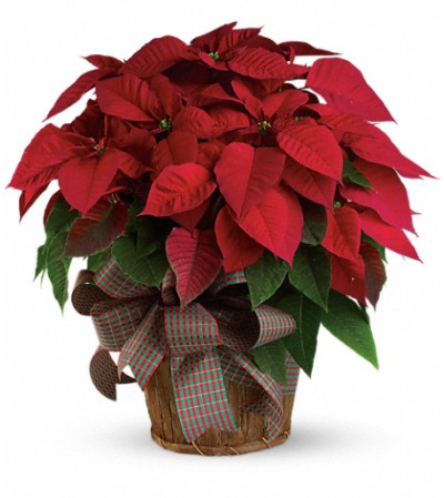 Large Red Poinsettia Large Red Poinsettia