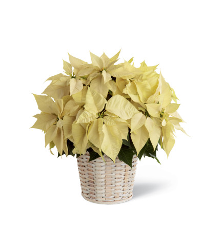 The FTD® White Poinsettia Basket (Large) The FTD® White Poinsettia Basket (Large)