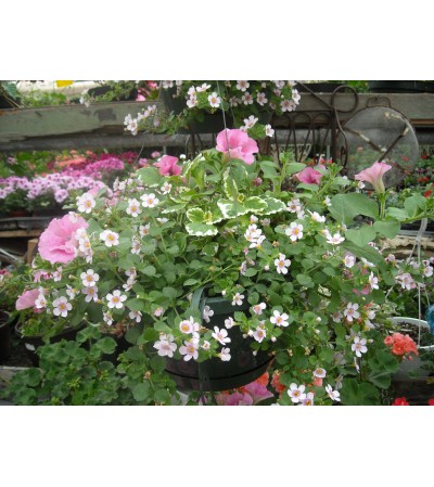 Garden Hanging Basket Garden Hanging Basket
