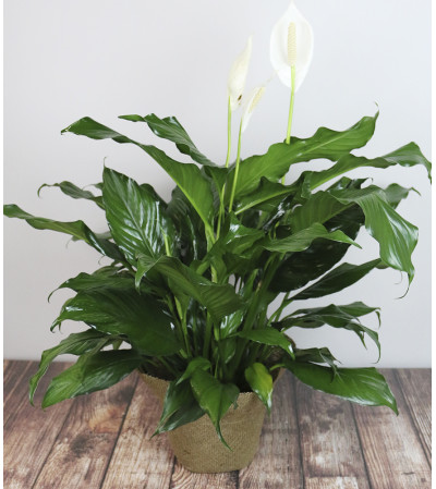 Rudy's Peace Lily Planter Rudy's Peace Lily Planter
