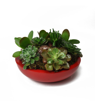 Red Hot Succulent Garden Red Hot Succulent Garden