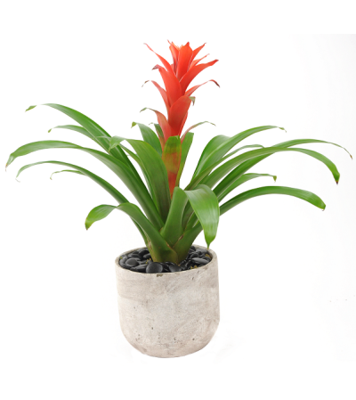 Bromeliad Plant Bromeliad Plant