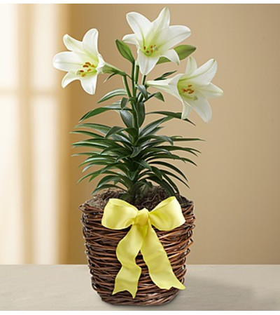 Easter Sentiments™ Lily Plant Easter Sentiments™ Lily Plant