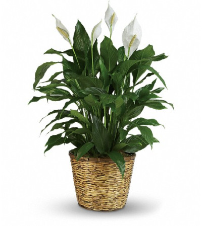 Simply Elegant Spathiphyllum - Large Simply Elegant Spathiphyllum - Large