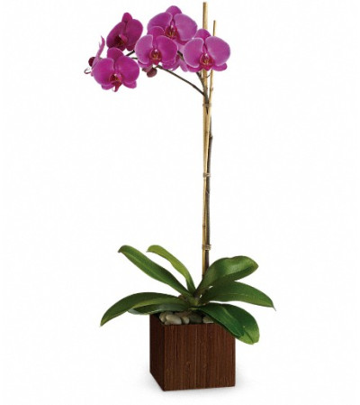 Teleflora's Sublime Orchid Teleflora's Sublime Orchid